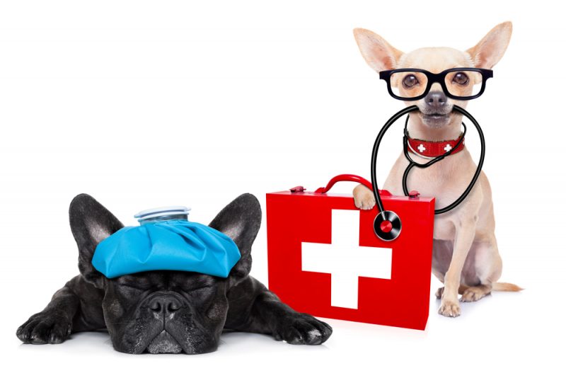 Dog medical hot sale shop