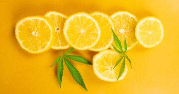 Terpenes: What Every Online Business Owner Needs to Know