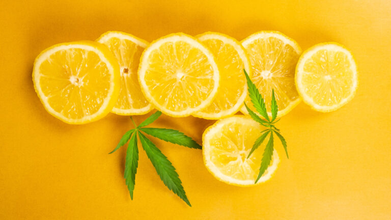 sliced lemons and two hemp leaves on a yellow background
